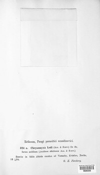 Chrysomyxa ledi image